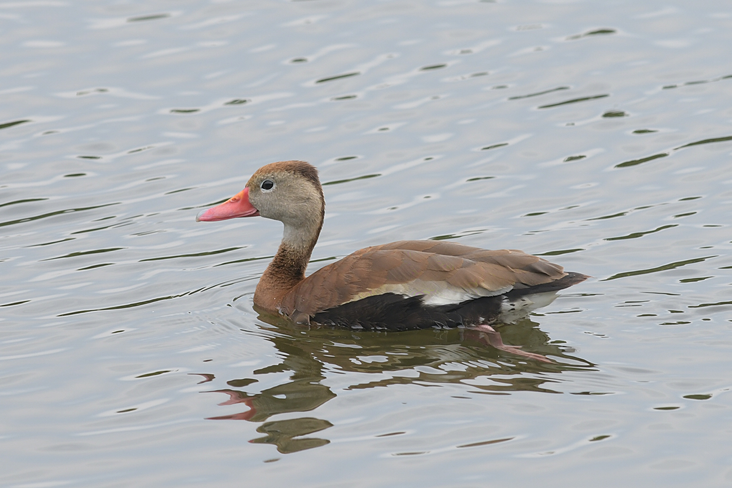 Black-bellied Whistling-Duck. August 8, 2021. Apponaug Cove, Warwick. Photograph by Sue Talbot.