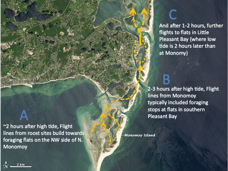 Figure 1. Principal foraging areas of shorebirds from roosting areas at Monomoy National Wildlife Refuge.