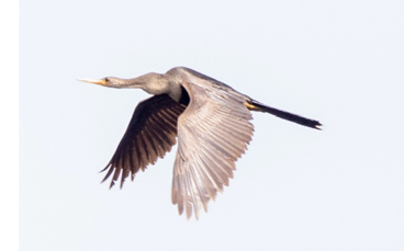 Anhinga by Jason Forbes