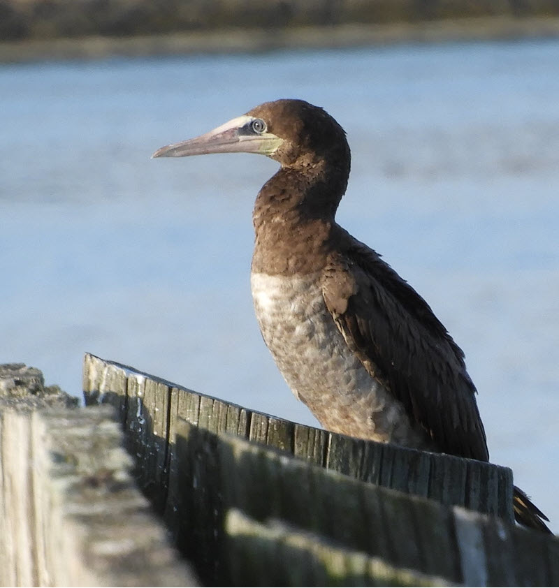 Brown Booby by Laura Markley