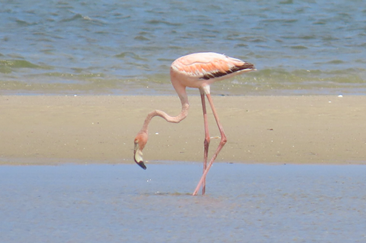 American Flamingo by Fifi Gifford