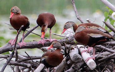 Black-bellied Whistling-Ducks by James Teitgen