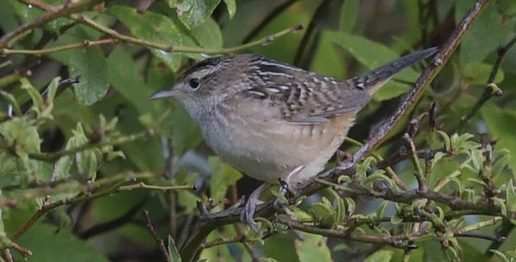 Sedge Wren. September 19, 2021. West Kingston, South Kingstown. Photograph by Dan Finizia.