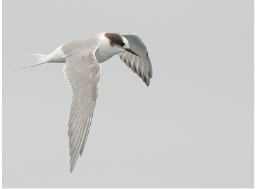 Arctic Tern. June 14, 2021. East Grounds, east of Block Island. Photograph by Paul L’Etoile.