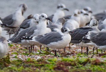 Franklin’s Gull. October 16, 2021. Conimicut Point, Warwick. Photograph by Patrick Felker.