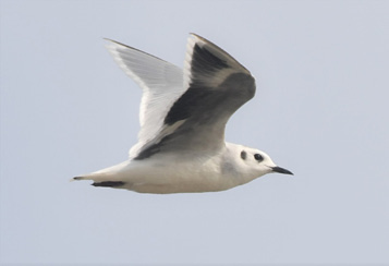 Little Gull. August 14, 2021. Ninigret Pond Mudflats, Charlestown. Photograph by Tim Metcalf.