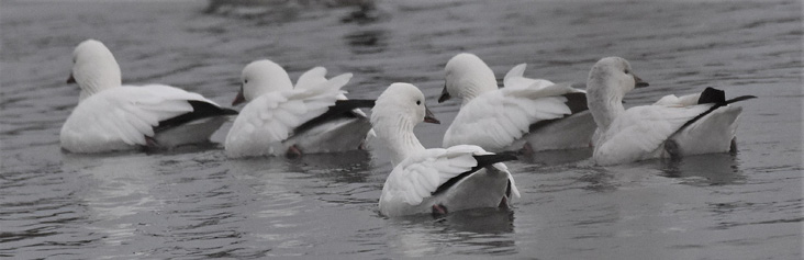 Ross’s Geese. December 13, 2021. Weekapaug Breachway, Westerly. Photograph by Barbara Seith.