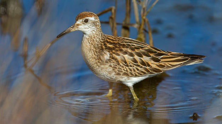 Sharp-tailed Sandpiper. November 20, 2021. Galilee Salt Marsh, Narragansett. Photograph by Jory Teltser.