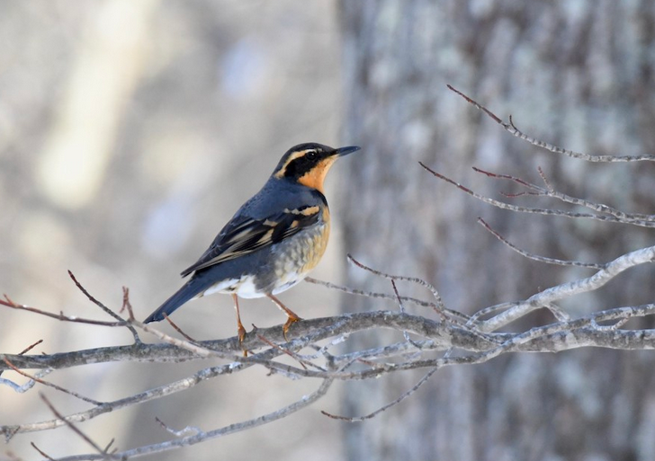 Varied Thrush. February 10, 2021. Exeter. Photograph by Sue Palmer.