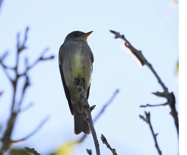 Western Wood-Pewee at Tuckernuck Island, Massachusetts