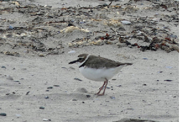 Wilson’s Plover. May 6, 2021. Napatree Point, Westerly. Photograph by Sue Palmer.