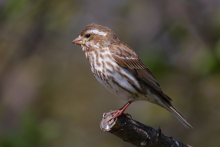 Purple Finch. Cephas, CC BY-SA 3.0, via Wikimedia Commons