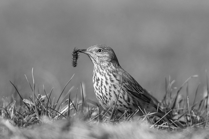 Sage Thrasher foraging in Hatfield, Massachusetts, March 3, 2021. ©Nick Tepper on eBird. Reproduced with kind permission of Nick Tepper.