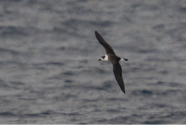 Black-capped Petrel by Sebastian Jones