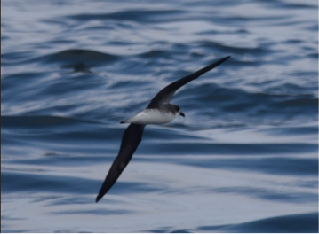 Fea’s Petrel by Hans Holbrook