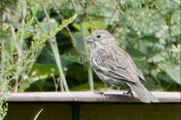 Lark Bunting by Peter Modest