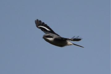 Loggerhead Shrike by Hans Holbrook