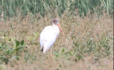 Wood Stork by Ross Sormani