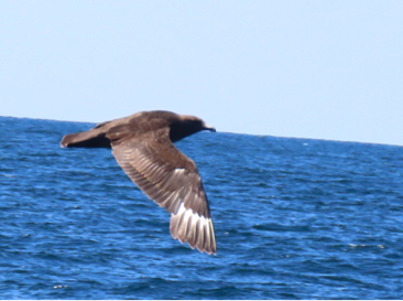 South Polar Skua by Pam Hunt