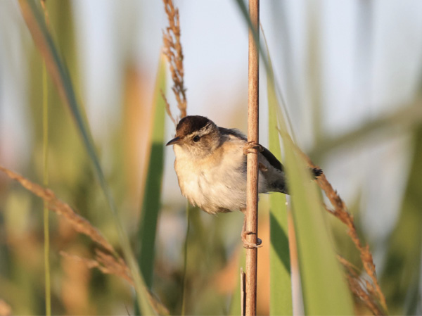 Marsh Wren.