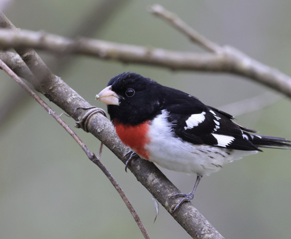 Photo Essay: Birds of The Mount and Larel Lake