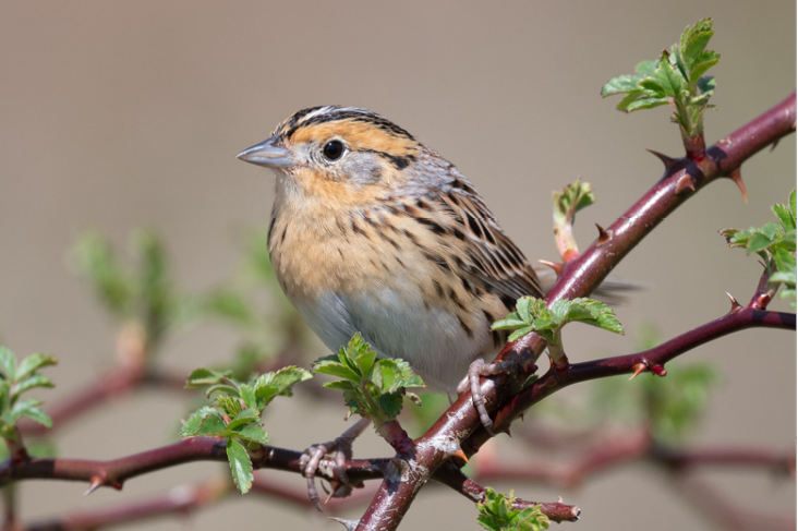 Figure 1. An atypically good view of a LeConte’s Sparrow showing its key features. Focus on the bill, facial pattern, and ornate nape and back. All photographs by the author unless otherwise indicated.