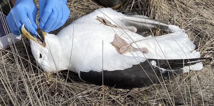 Dead gull: Collecting swab sample from a deceased Great Black-backed Gull on Nantucket Island, Massachusetts.