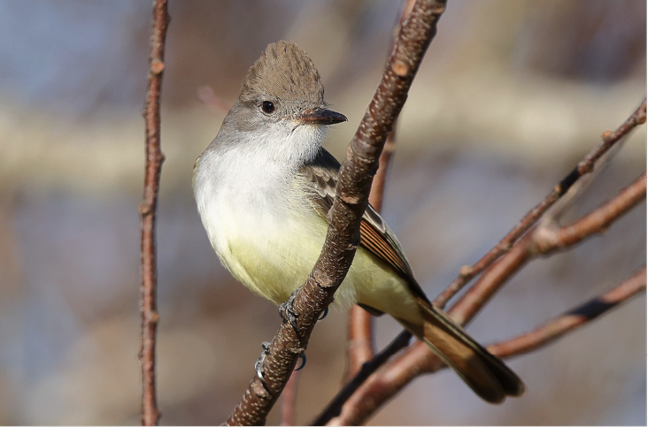 Ash-throated Flycatcher, November 19, 2023, Cuttyhunk Island, Dukes County. Photograph by Sam Zhang.