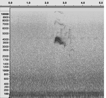 Observers obtained photographs of the state’s first accepted Western Wood-Pewee record found on Tuckernuck Island on June 9, 2024, and recordings—as seen in this spectrogram—clinched the identification by Richard Veit.