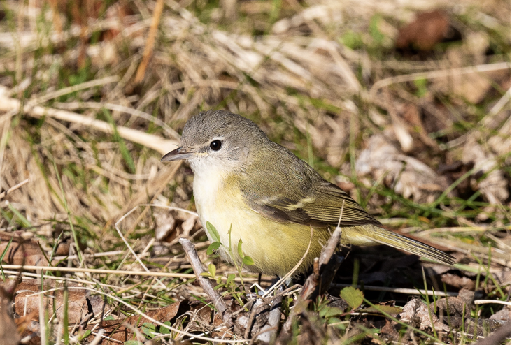 Bell’s Vireo, December 21, 2023, Boston Harbor Islands: Webb Memorial State Park, Norfolk County. Photograph by Bonnie Tate.