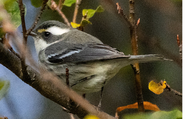 Black-throated Gray Warbler by Jessie Brazelton