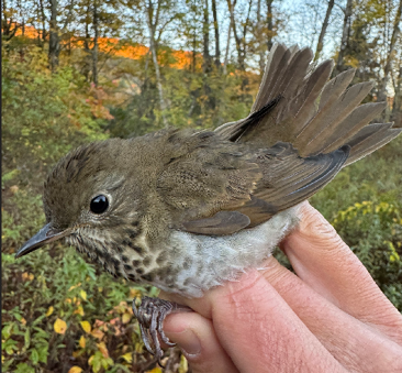 Bicknell’s Thrush by The Berkshire Bird Observatory