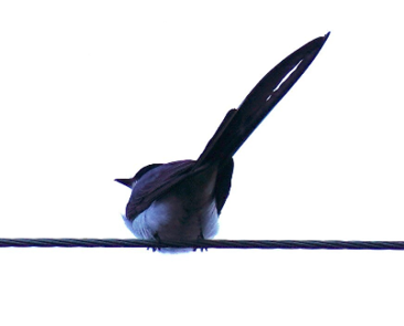 Fork-tailed Flycatcher by Robert Kiessling