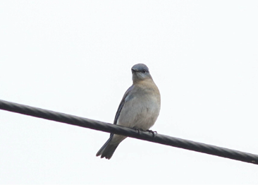 Scissor-tailed Flycatcher by Lily Morello