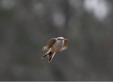 Scissor-tailed Flycatcher by Lily Morello