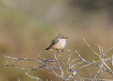 Vermilion Flycatcher by Mary Keleher