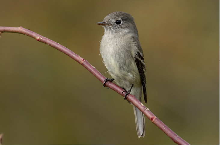 Hammond’s Flycatcher, November 5, 2022, Peterson Farm, Barnstable County. Photograph by Mike Tucker.