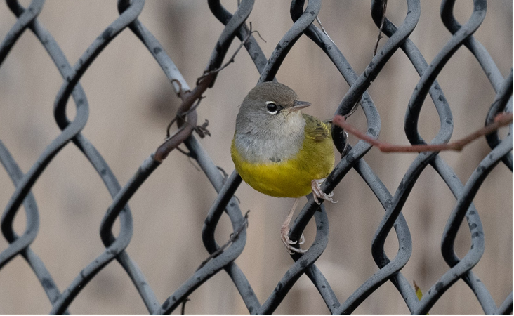 MacGillivray’s Warbler, December 17, 2022, McLaughlin Woods, Suffolk County. Photograph by Sebastian Jones.