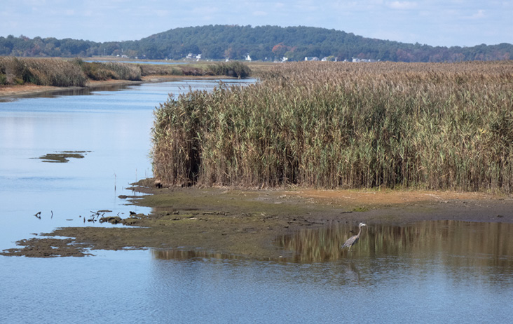 The Future of the Impoundments at the Parker River National Wildlife Refuge, Plum Island, Massachusetts