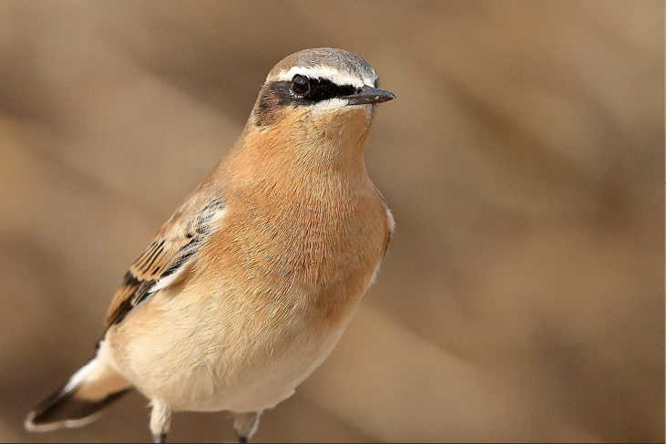 Twenty-seventh Report of the Massachusetts Avian Records Committee