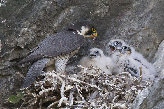 Bird Sightings: September-October 2024