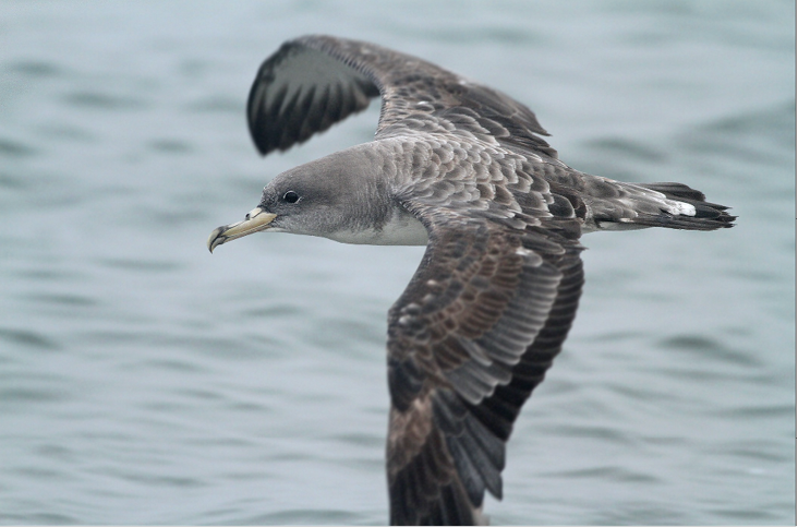 Scopoli’s Shearwater by Jeremiah Trimble