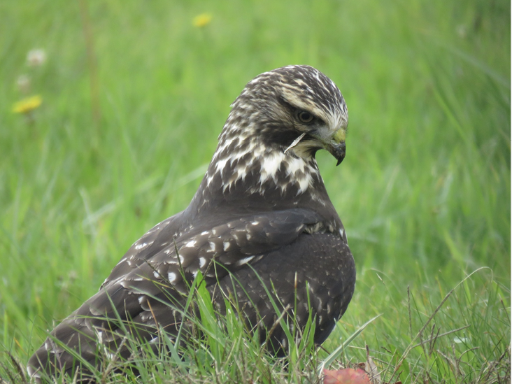 Swainson’s Hawk, October 14, 2023, Walnut Street, Halifax, Plymouth County. Photograph by Judd Carlisle.