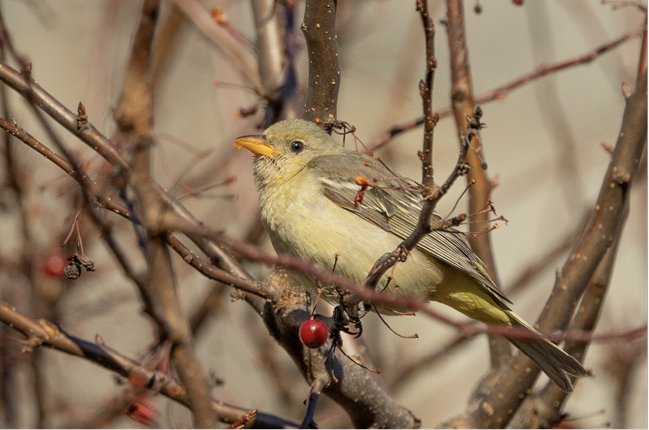 Western Tanager, December 16, 2022, Christopher Columbus Park, Suffolk County. Photograph by Ria Brodell.