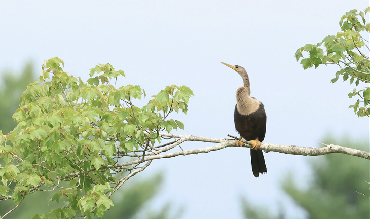 Anhinga by Jeremiah Trimble