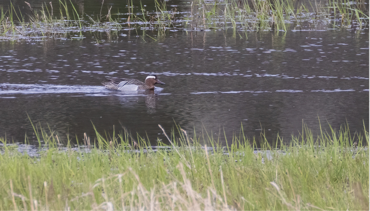 Garganey by Harris Stein