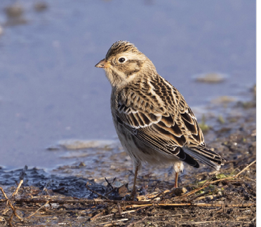 Smith’s Longspur, December 12, 2022, Honey Pot, Hadley, Hampshire County. Photograph by Scott Surner.