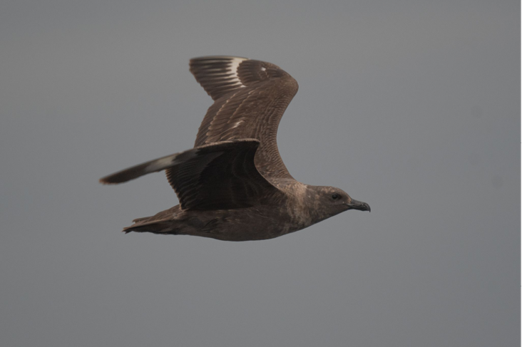 South Polar Skua, August 29, 2023, offshore 100 mi SSW of Nantucket (39.880219, -70.814082), Dukes County. Photograph by Sebastian Jones.