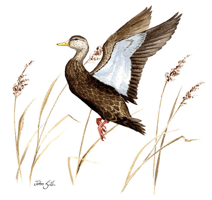 American Black Duck by John Sill