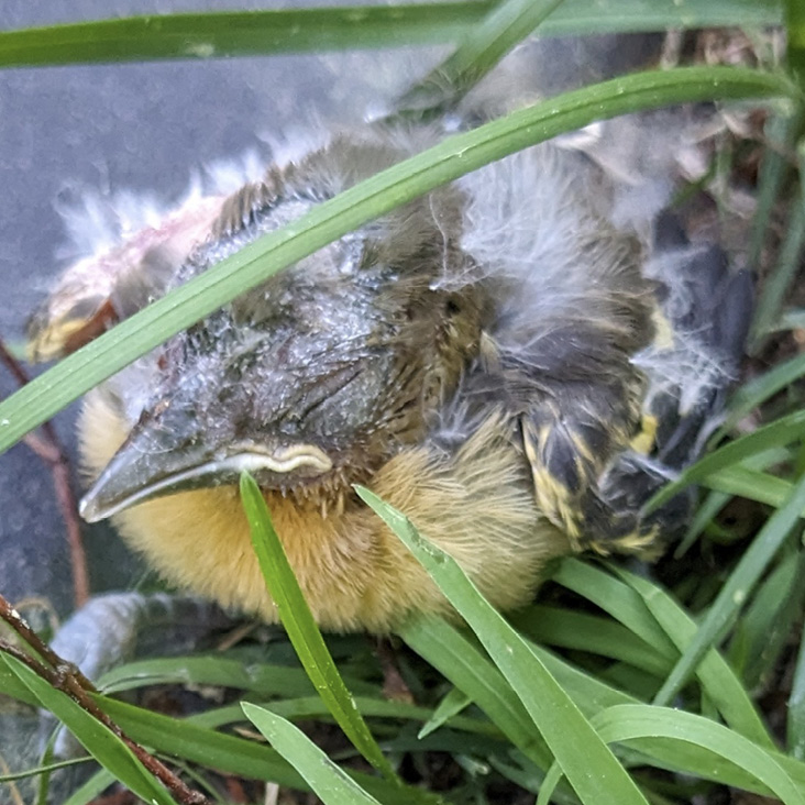 Injuries to the young Baltimore Oriole show surface injuries to its crown and shoulder, including missing down and at least one laceration. Photograph by the author.